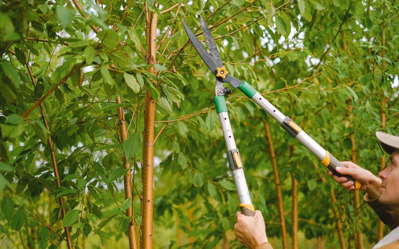 Tree trimming in Gainesboro, TN